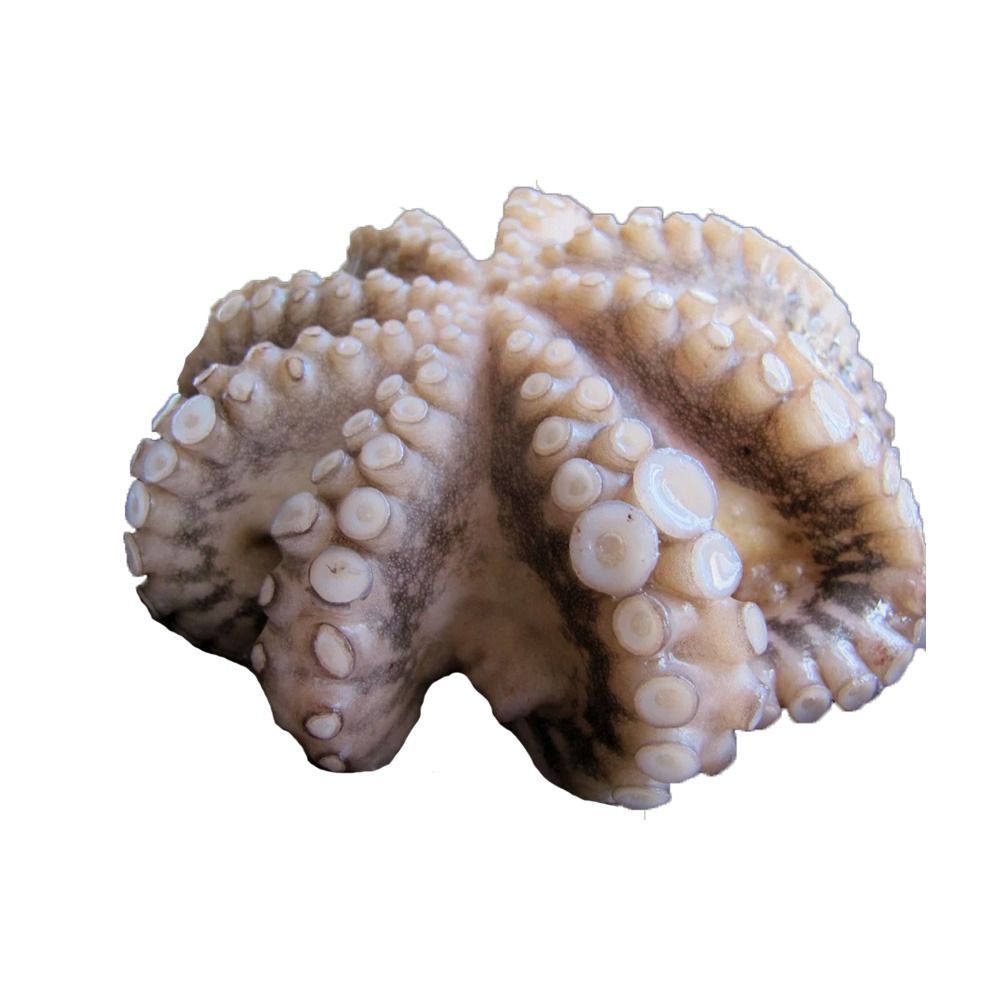 Octopus Cleaned 2-4 Lb Portugal C28